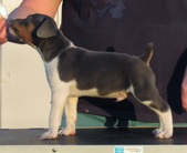 Silent Night litter @ 7 1/2 weeks