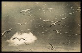 Enlarge photo 113
