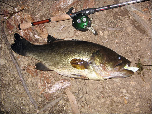 BigBass10.jpeg