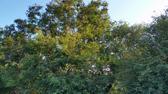 Enlarge MPEG4 9