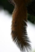 The Back Yard Squirrel