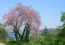 Enlarge photo 41