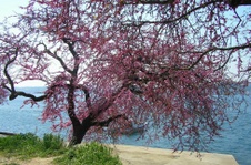 Enlarge photo 37