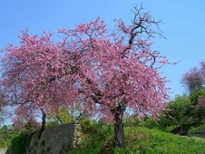 Enlarge photo 40