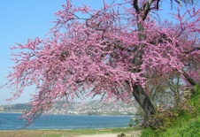 Enlarge photo 38