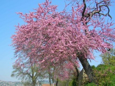 Enlarge photo 33