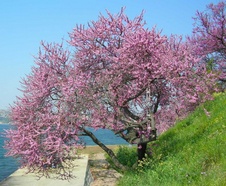 Enlarge photo 35
