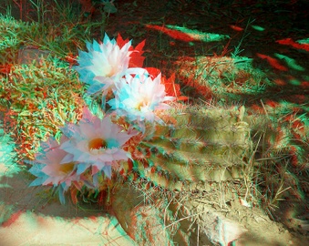 Enlarge photo 28