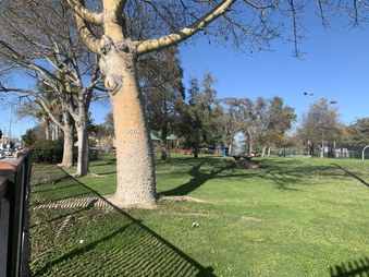King Park