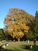 Enlarge photo 306