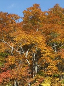 Enlarge photo 63