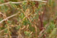 Enlarge photo 31