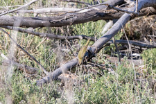 Enlarge photo 15