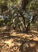 Melody Ranch