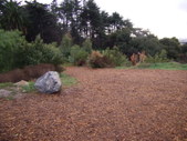 Cedar Grove @ Griffith Park