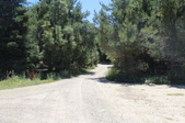 Piney Woods