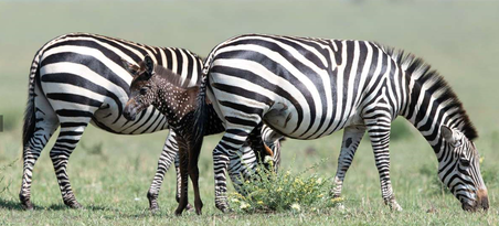 Baby Zebra