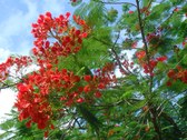 Enlarge photo 21