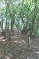 Enlarge photo 17