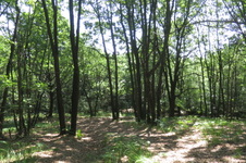 Enlarge photo 25