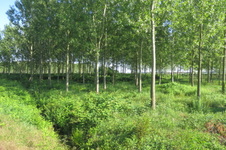 Enlarge photo 36