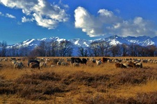 Enlarge photo 50