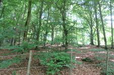 Enlarge photo 34