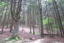Enlarge photo 37
