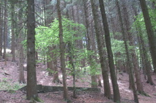 Enlarge photo 38