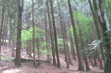 Enlarge photo 39
