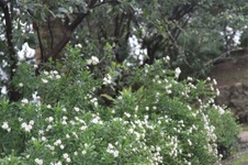 Enlarge photo 212