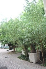 Enlarge photo 87