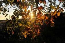 Enlarge photo 21