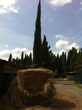 Enlarge photo 30