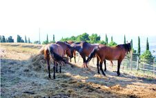 Enlarge photo 61