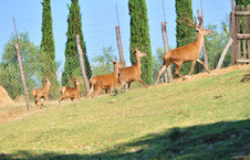 Enlarge photo 63