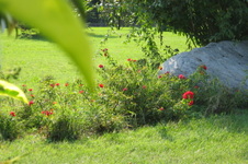 Enlarge photo 76