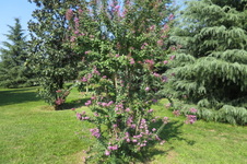 Enlarge photo 83
