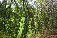 Enlarge photo 92