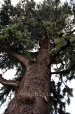 Enlarge photo 61