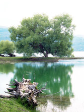 Enlarge photo 10