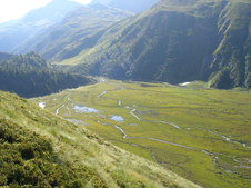 veny
