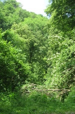 Enlarge photo 24