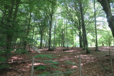 Enlarge photo 34