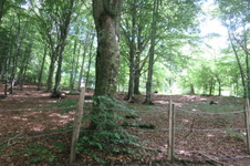 Enlarge photo 35