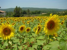 Country Maremma