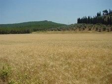 Enlarge photo 41