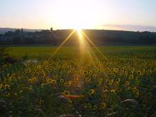 Enlarge photo 54