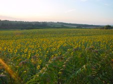 Enlarge photo 55