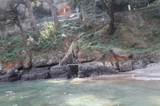 Enlarge photo 65